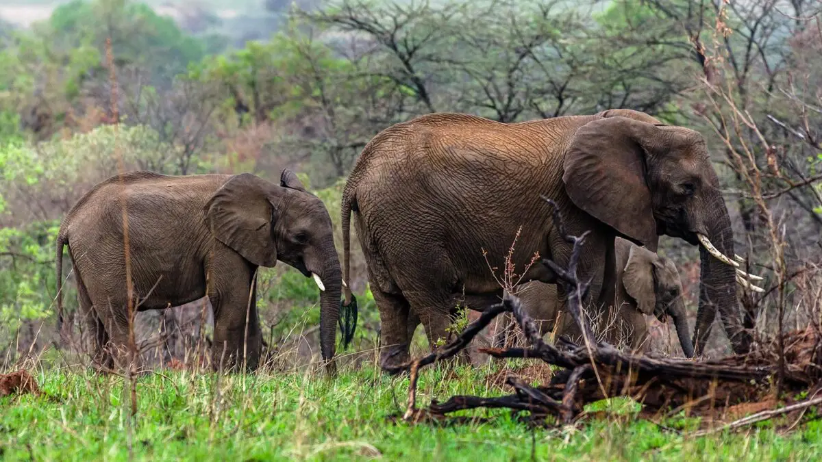 best-safari-activities