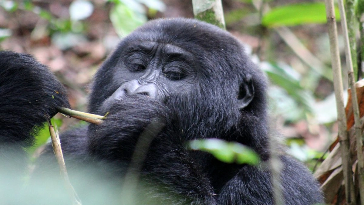 how-much-does-a-gorilla-safari-in-bwindi-cost-from-kigali