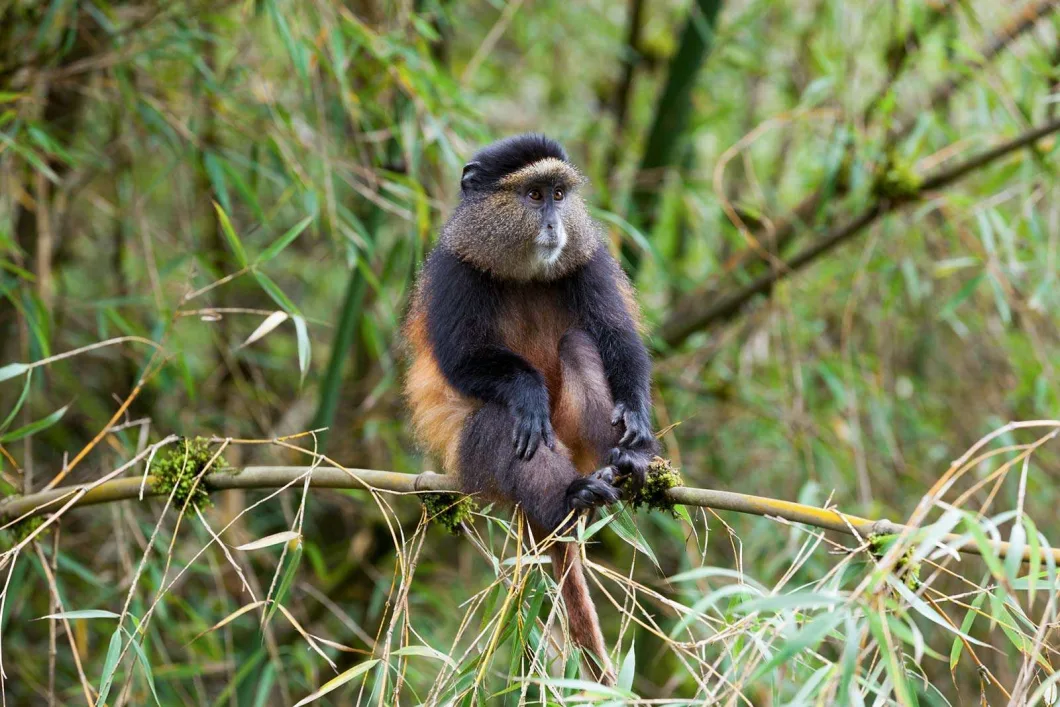 kigali-to-mgahinga-golden-monkey-trekking-tours