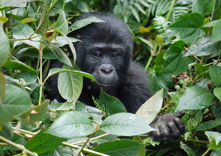 how-to-plan-kigali-to-bwindi-gorilla-safari