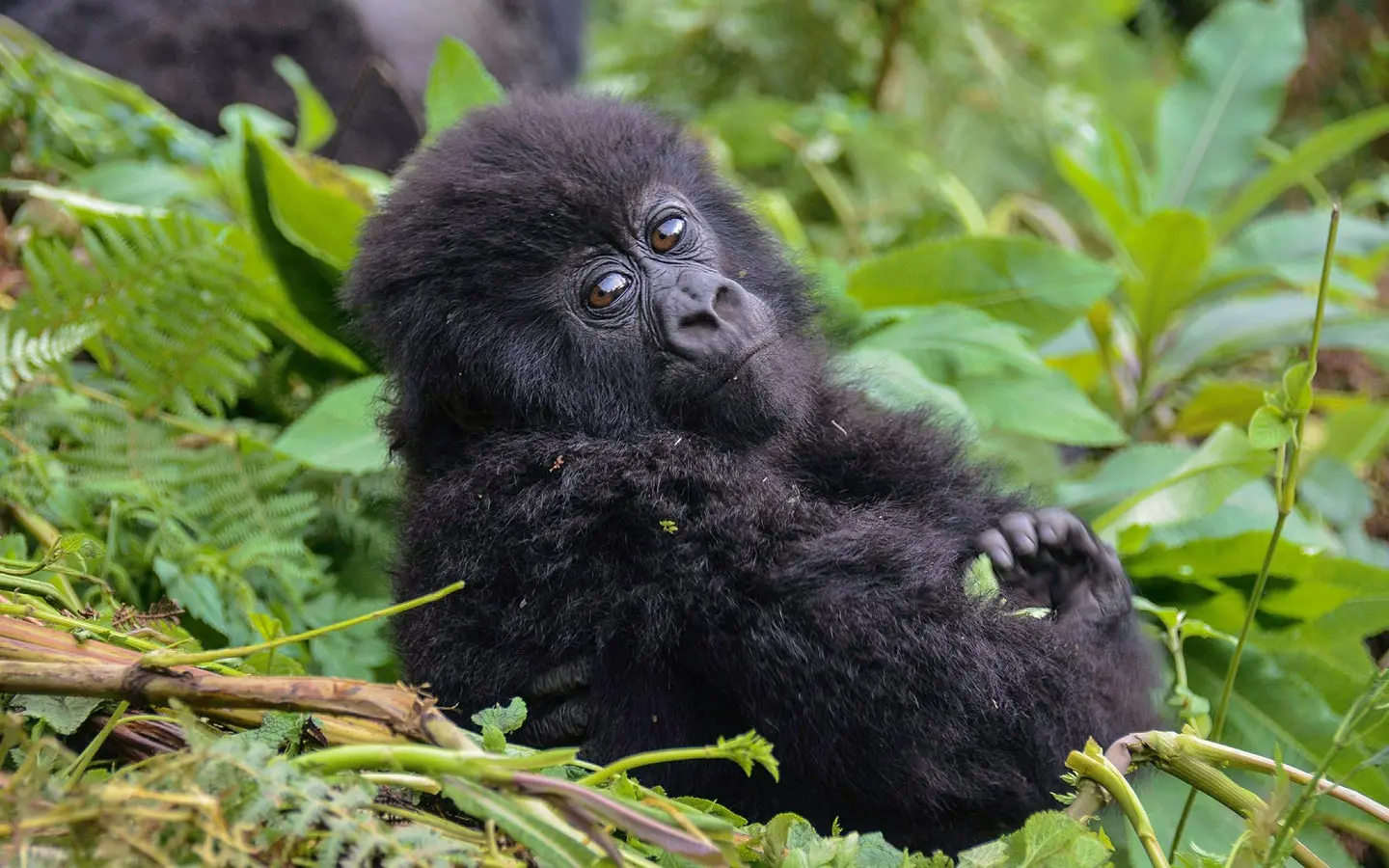 top-gorilla-trekking-packages-from-kigali