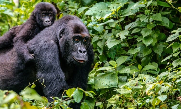 rwanda-vs-uganda-gorilla-trekking-comparison