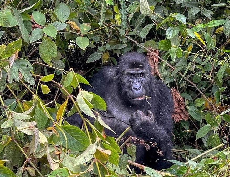 learn-last-minute-gorilla-permit-booking