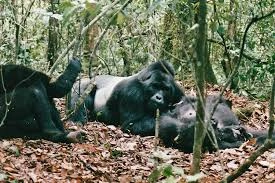 kigali-to-buhoma-gorilla-trekking-transfers