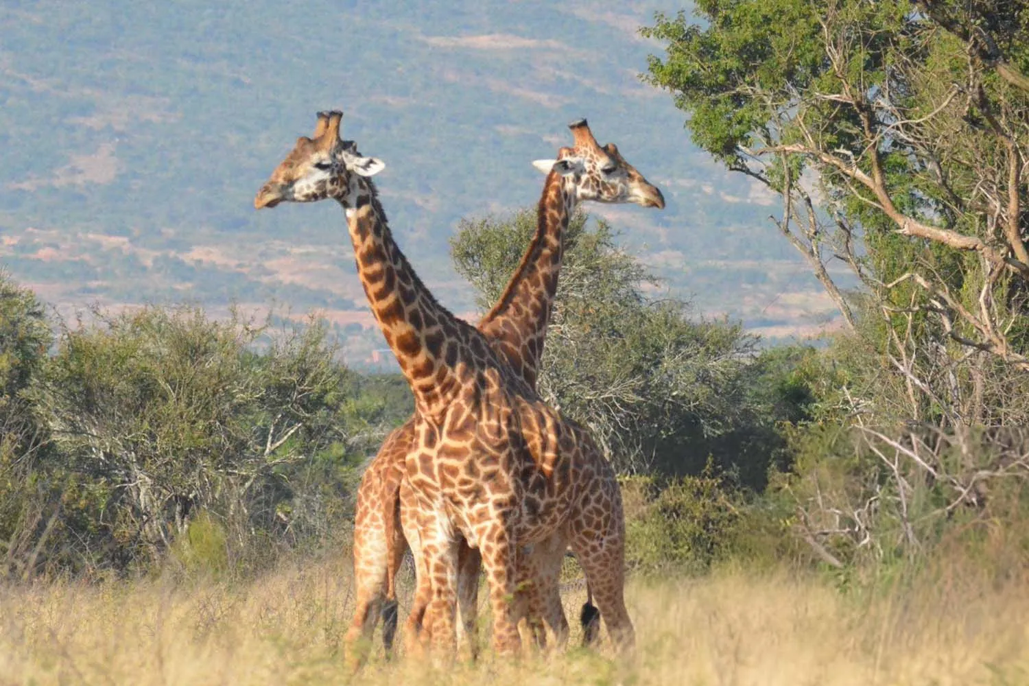Uganda Safari Itineraries for First-Time Visitors