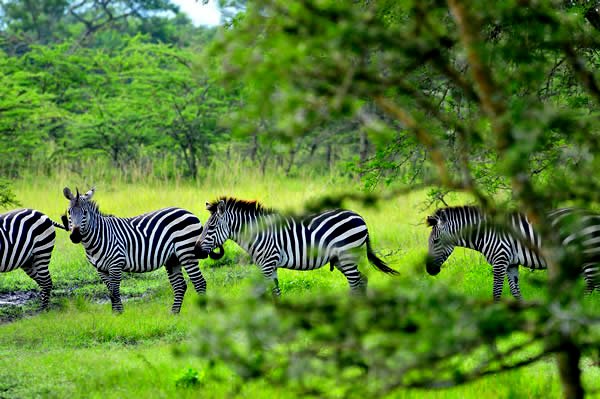 best-wildlife-photography