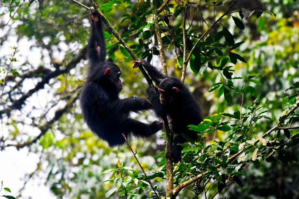 nyungwe-forest-national-park