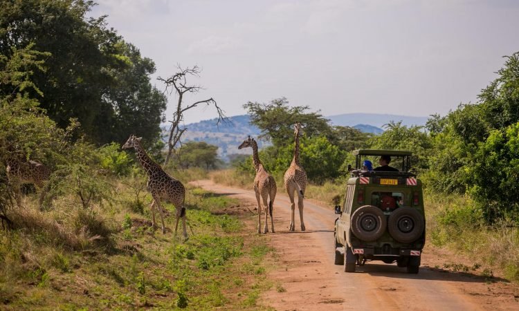 rwanda-uganda-east-africa-travel-guide