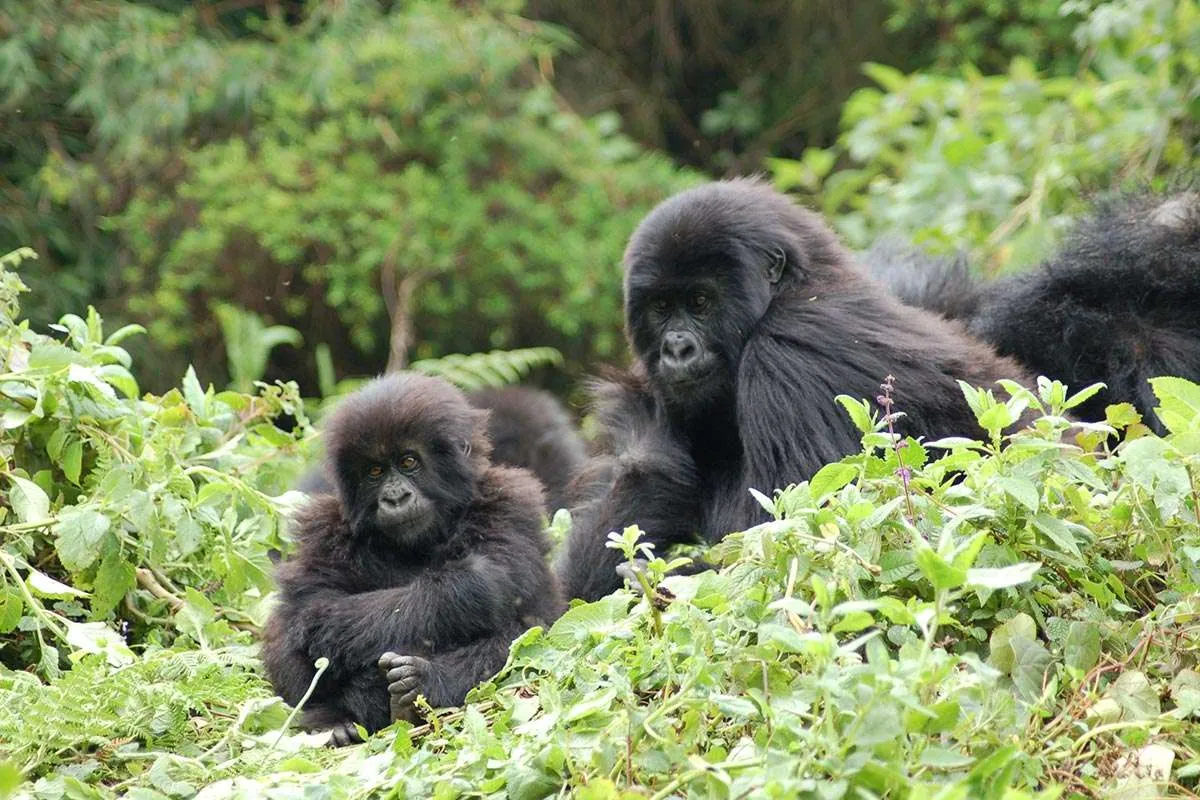 luxury-gorilla-trekking-packages