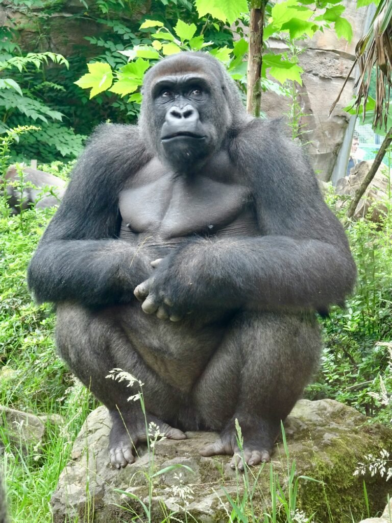 Gorilla trekking in Rwanda
