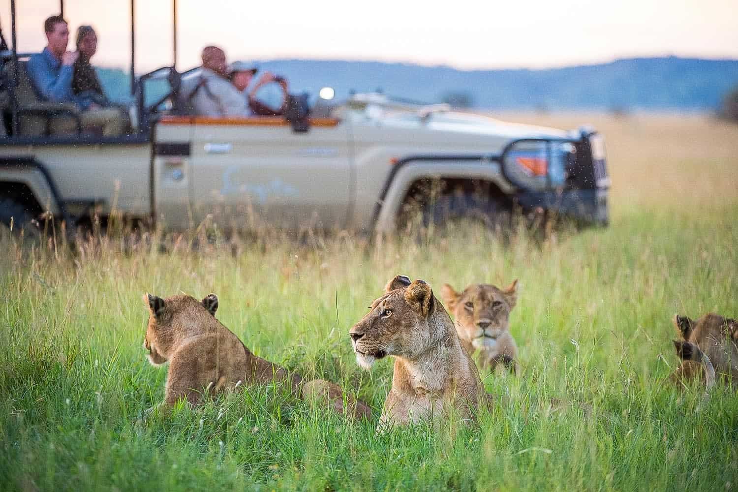 best-african-safari-experiences-for-couples