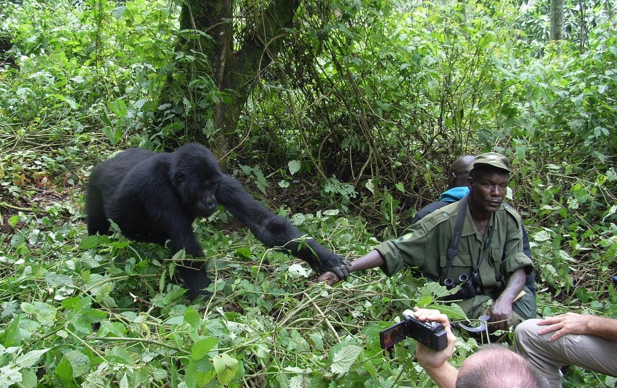 gorilla-trekking-in-dr-congo-vs-uganda