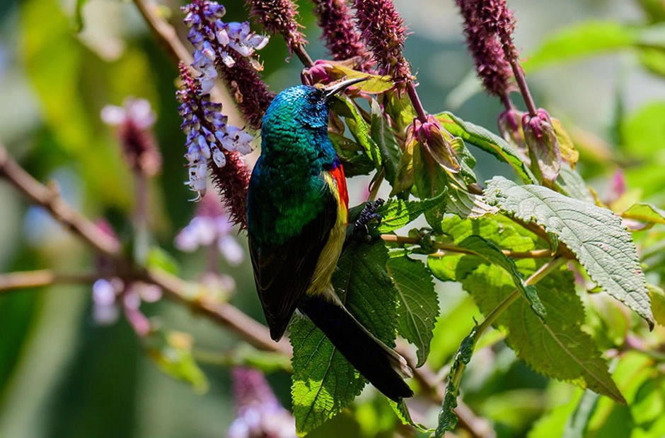Wildlife and Birdlife Within volcanoes national Park