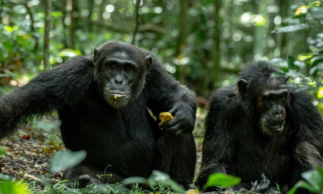 rwanda-gorilla-and-chimpanzee-combo-tours