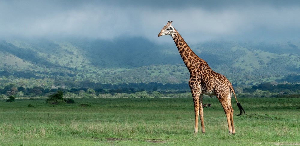 wildlife-conservation-tourism-in-rwanda