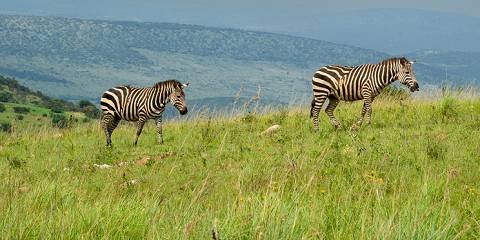 affordable-akagera-safari-packages