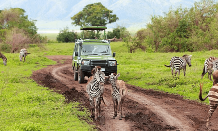 Best Eco Safari Packages Rwanda