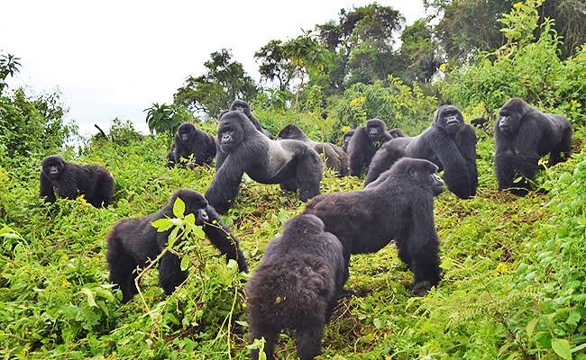 Best Gorilla Trekking Routes