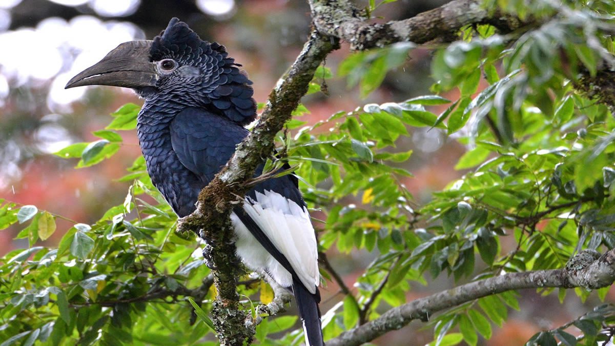 bird-watching-adventures-in-nyungwe-forest