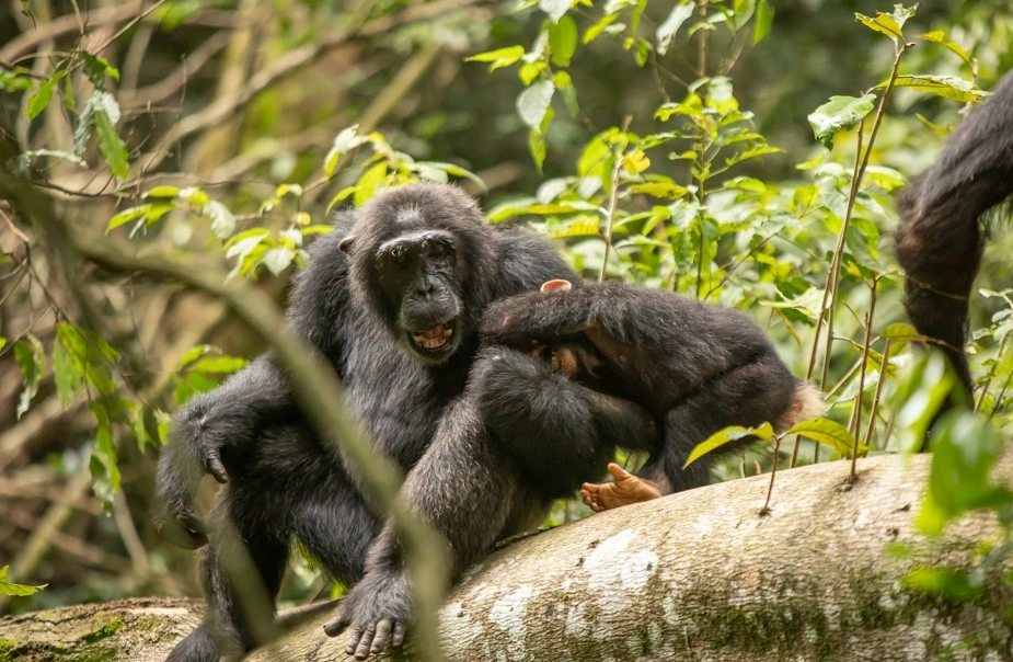chimpanzee-trekking-nyungwe