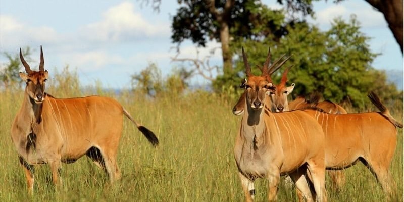 Kigali to Akagera Safari Guide
