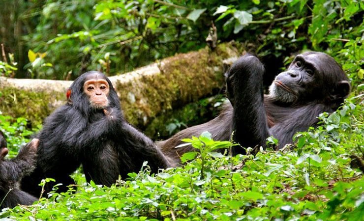nyungwe-forest-chimpanzee-trekking-guide