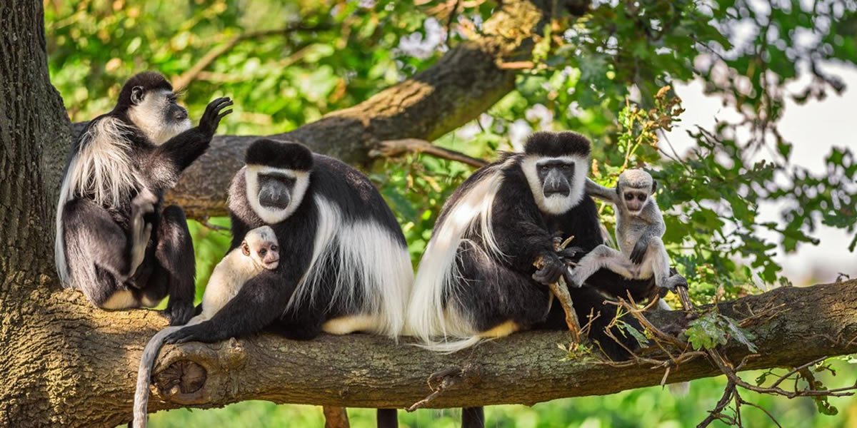 best-primates-experiences-in-rwanda