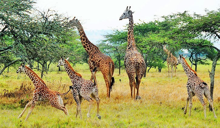 Rwanda Travel Safari FAQ