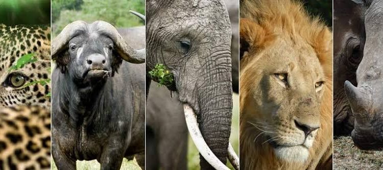 big-five-safaris-in-rwanda