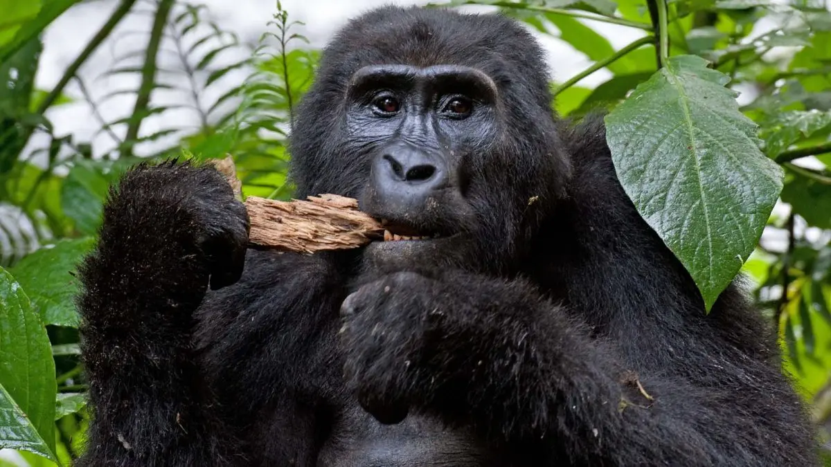 Gorilla Trekking Wildlife Combos Rwanda